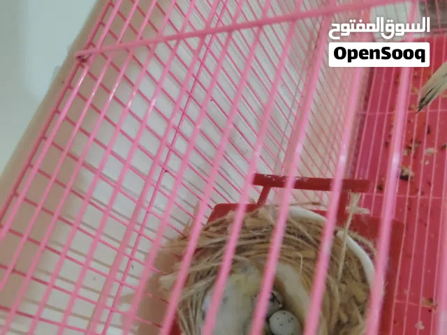 انثى كناري مع افراخ بعمر شهر للبيع الوصف مهم