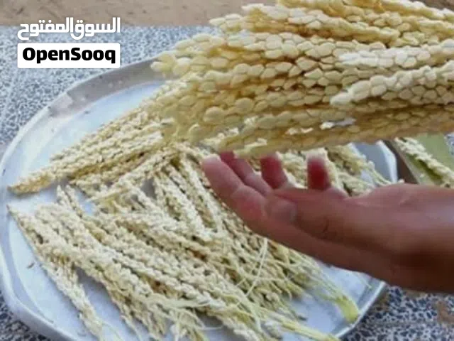 نبات نخل للبيع