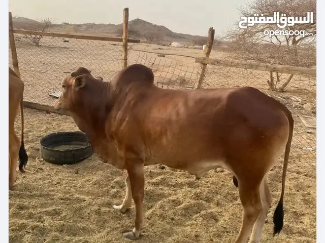 حسيل للبيع