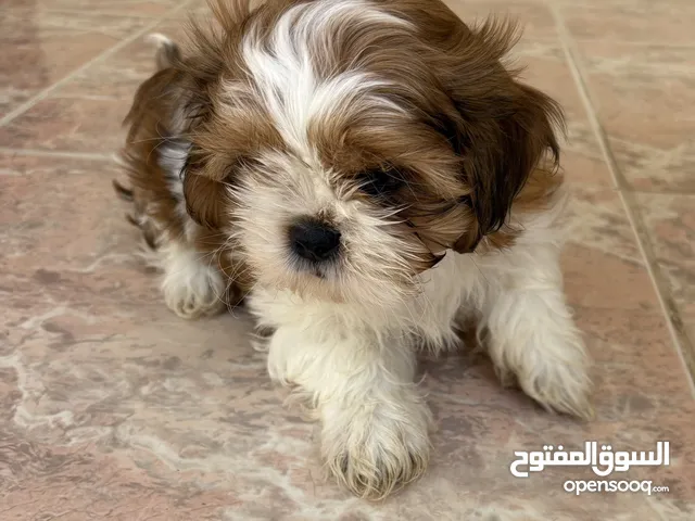 بيور شيتزو شهرين  Pure Shitzu two months Sold