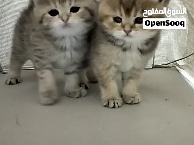 سكوتش جولدن العمر 50/يوم