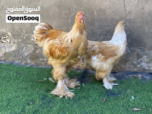 ديك وعتوقة براهما ليموني طوق ابيض ابيض