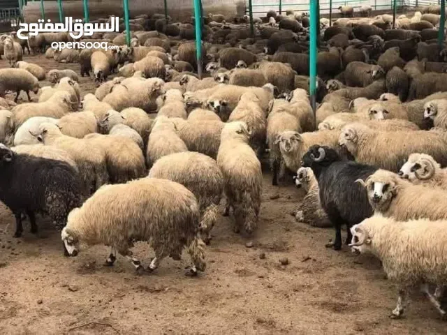 ذبائح سورية129