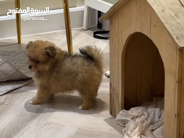 كلب بومرينيان