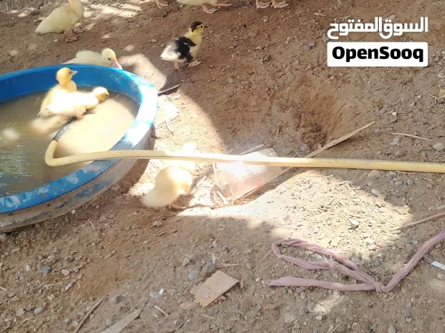 للبيع فروخ بط مصري