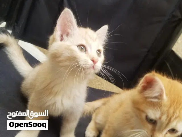 قطط شيرازي تركي لعوبه جداً