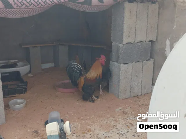 دجاج للبيع