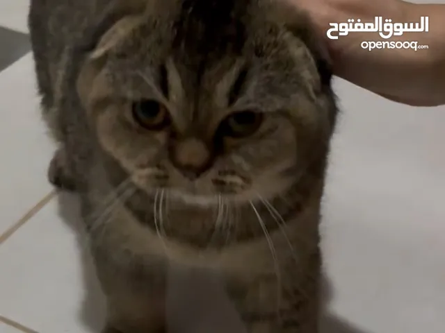 Scottish fold 5 months male And female