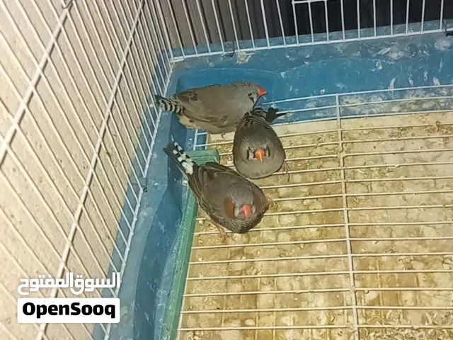 عصافير زيبرا لله يبارك كوبيه معاها فرخها