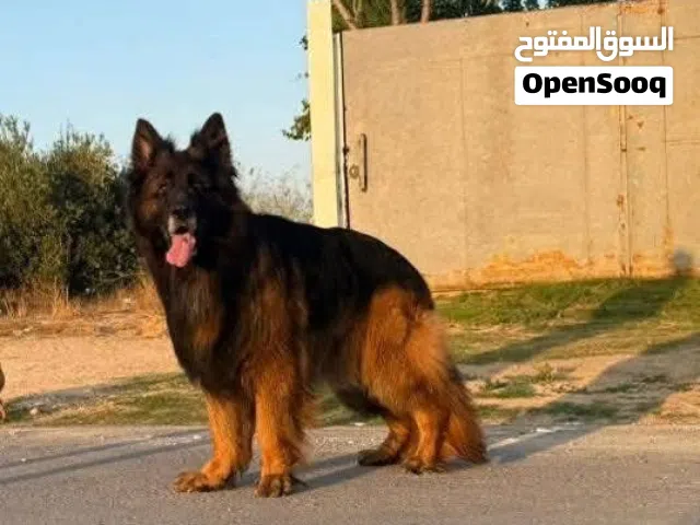 للبيع — دكر لونق هير فخم جداً بمستوى نادر ضخم جداً   معروض دكر لونق هير بمواصفات استثنائية، يجمع بين