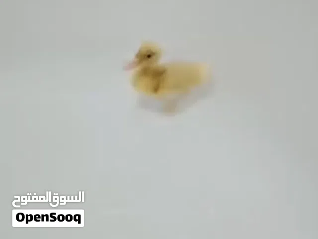 بيع بطه صغيرة
