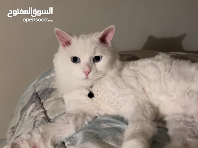 قط شيرازي في رياض