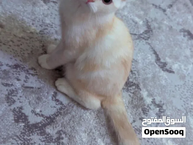 ذكر سكوتش فولد
