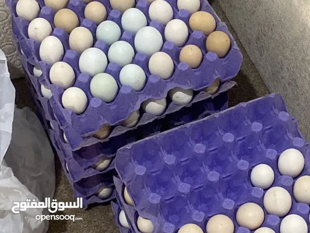للبيع بيض عربي قديم لقط جديد