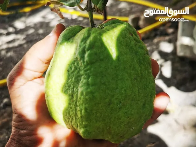 شتلات جوافه و عنب و تفاح الورد