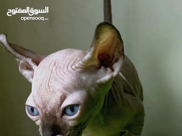 قطط فرعوني sphynx canadian