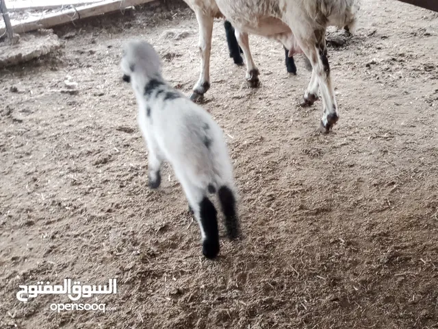 نعجه رباعية قبرصيه مع تومها عبور وخروف للبيع أو البدل على ماعز مواليد أو كبش تفضل ورى اولادها ماشاء