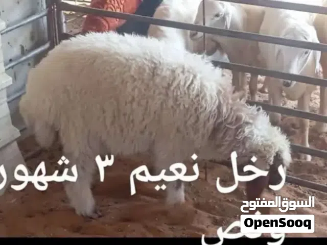 ذبايح طيبه