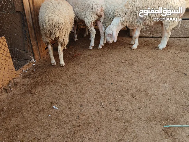 أغنام للبيع