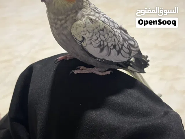 فراخ كوكتيل للبيع بسعر مناسب