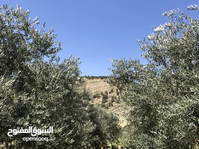 Mixed Use Land for Sale in Amman Al Forousyah
