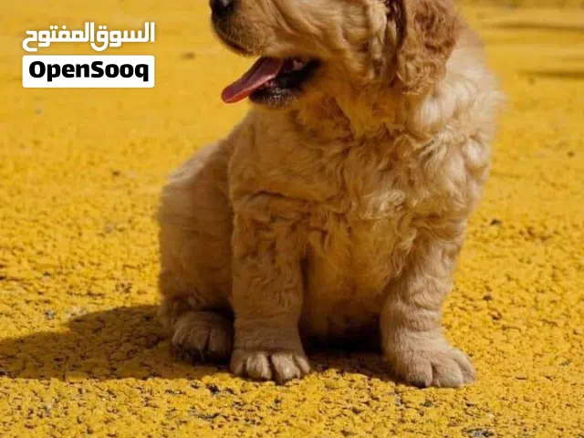 جولدن ريتريفر مميزه بوبي ...ذكور الاهالي متوفره للمعاينه والمشاهده