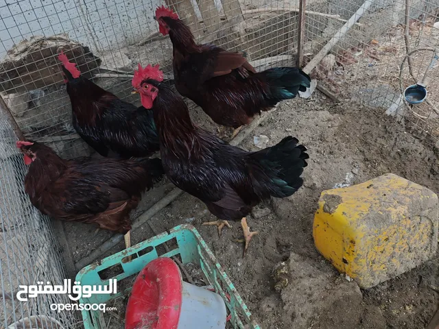 دجاج فرنسي عسلي - ذكور