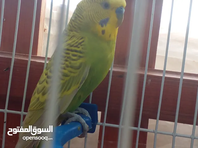 بقلينو للبيع سعر 45