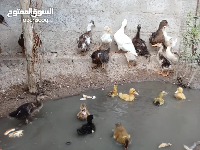 بش اخضيري عادي للبيع وبصحة جيدة العدد 22ابيع شلع