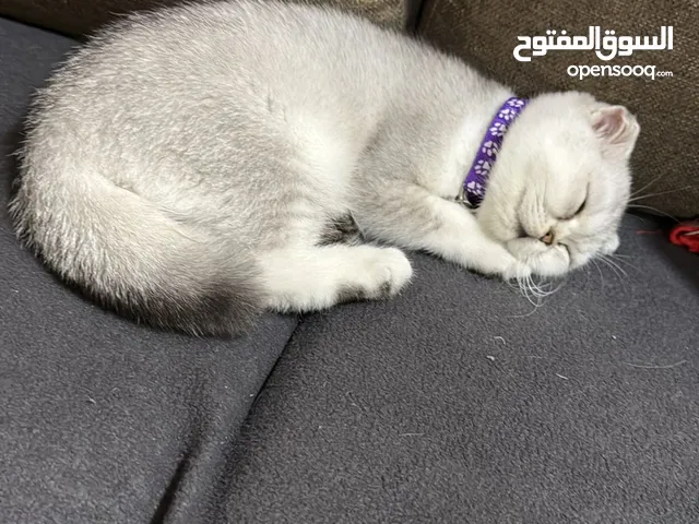 قطط لل بيع سكوتش فولد