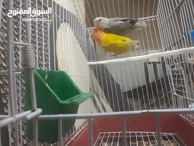 جوز روز للبدل او للبيع
