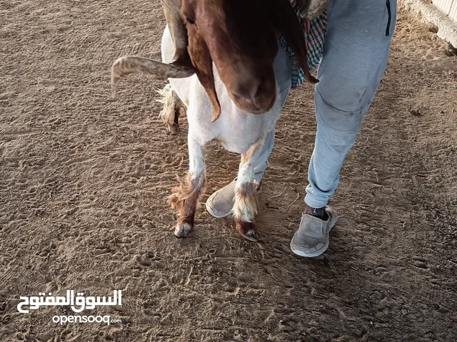 للبيع فحل نعيمي كويتي يقرع ويرفع الكفل