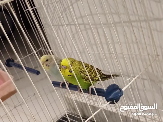 عصافير استرالي