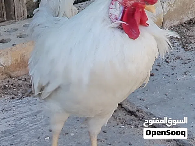 دجاج أفرك ترثة كويتي للبيع