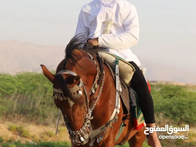 للبيع او للبدل حصان عربي اصيل ( مدرسة / قفز / سابق في العرضه )