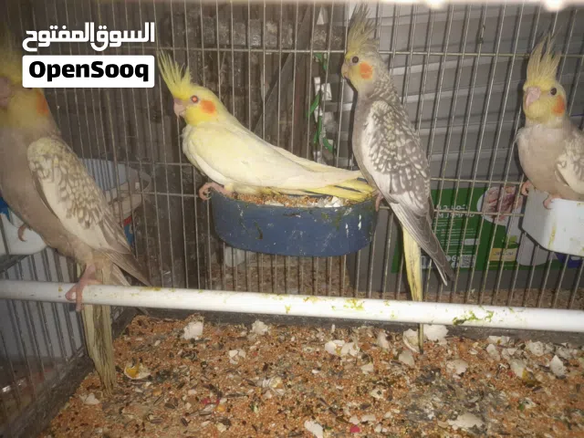 4 حبات طيور الكوكتيل صحة ونضافة ولون للبيع سكان البقعة