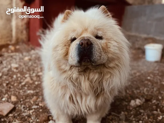 كلبه تشاوتشاو اليفه جدا