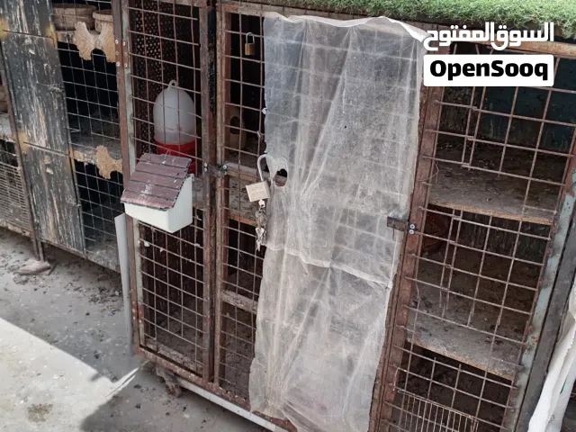 قنون وكوخ كلب وتنك