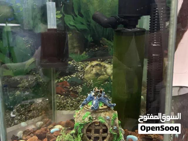 للبيع حوض سمك مع طاولة كامل معداته