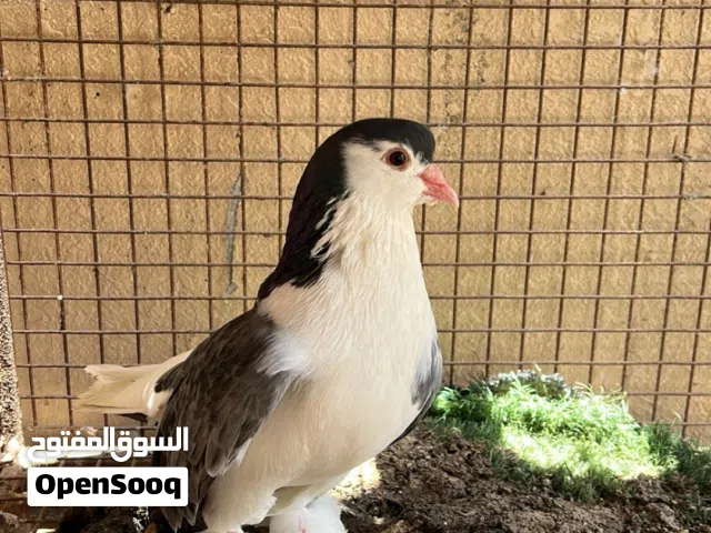 حمام شيرازي ذكر