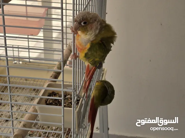 زوج كنيوود ودود جدا وبصحه ممتازه