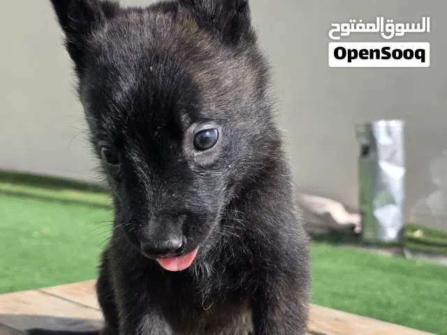 للبيع: جراء داتش مالينو (Dutch Shepherd / Malinois)  - دبابة حراسة حقيقية!   العمر: 45