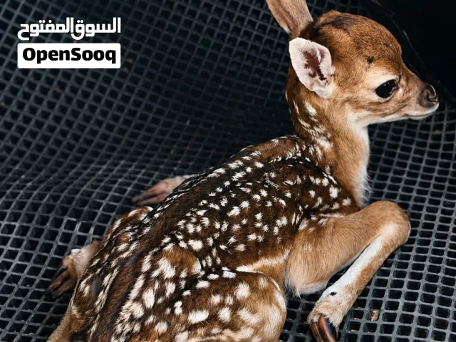 انتي ايل مرضعه