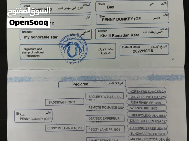 فرس للبيع مكان مسلاته