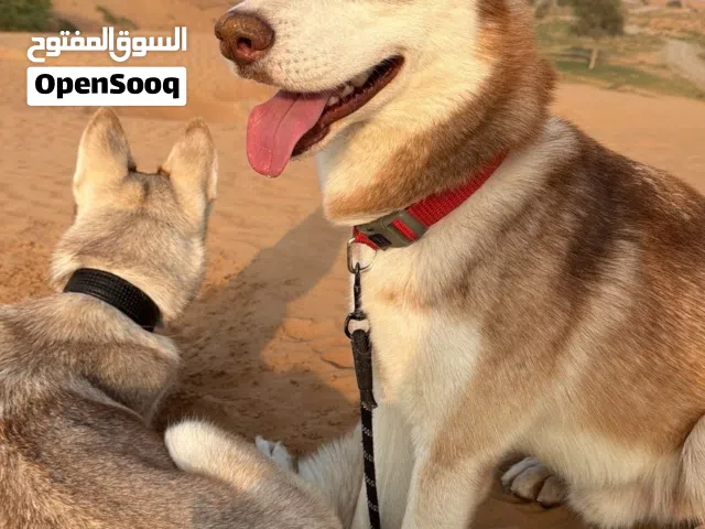 كلاب هسكي صربي ذكر وأنثى