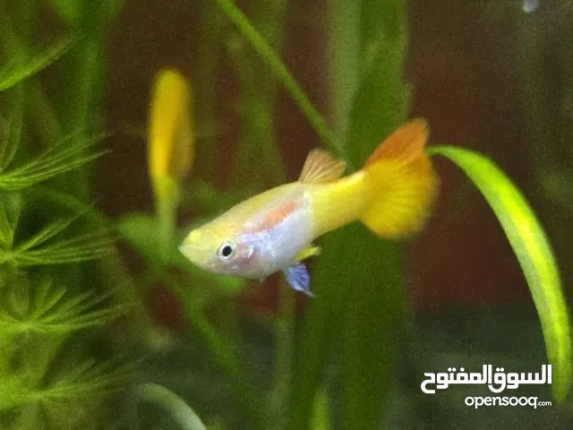 سمك جوبي رخيص جدا