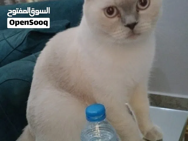 قط ذكر هملايا