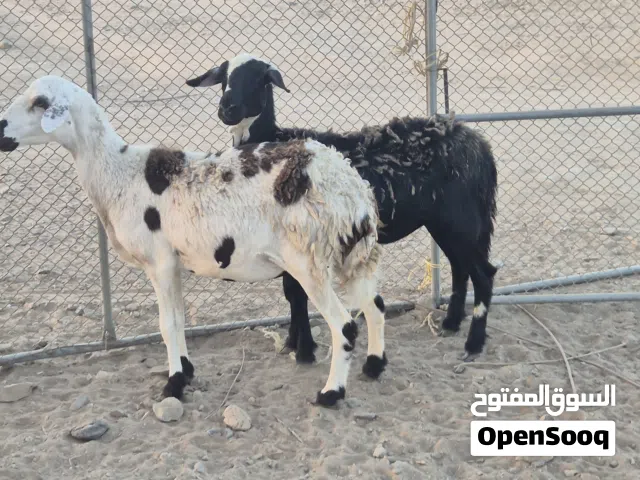 جاعدتين تهجين سوداني معاشير