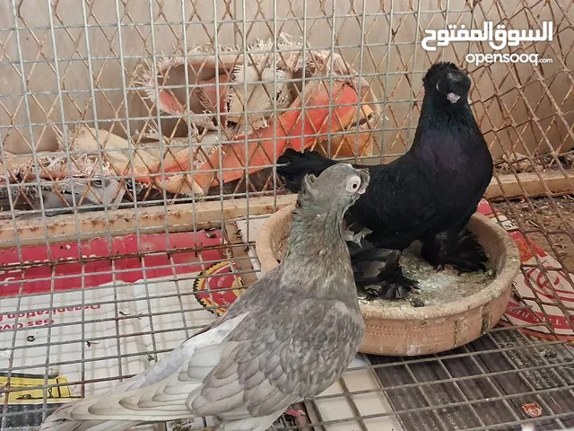 للبيع زوج اوزبك حامل لافندر و لافندر