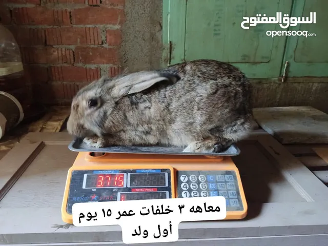 ارانب بلدي